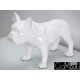 Biała figura pies buldog 64x54x29cm A216