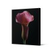 Obraz z różowym kwiatem TOIR26568