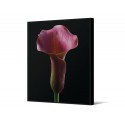 Obraz z różowym kwiatem TOIR26568 dwa rozmiary