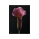 Obraz z różowym kwiatem TOIR26568