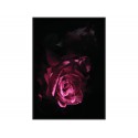 Nowoczesny obraz z różą TOIR25601 dwa rozmiary
